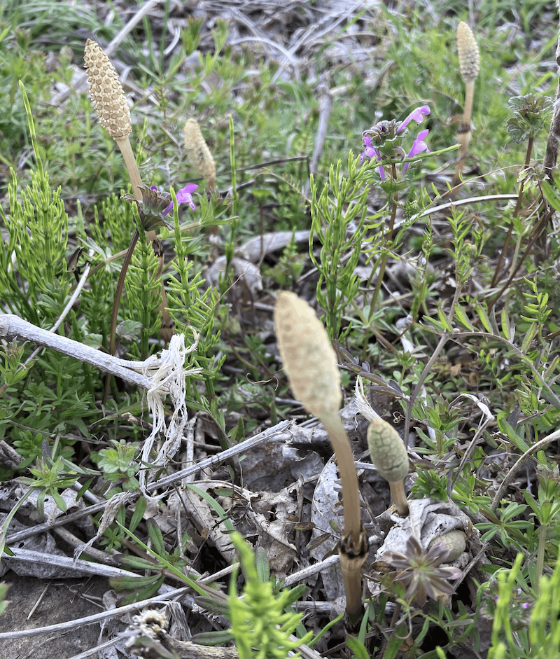 ランニング中に見つけたつくし